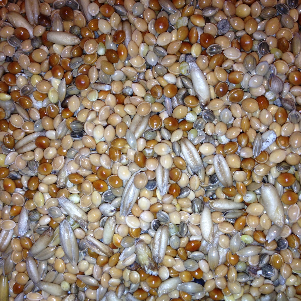 Avest Andulka 04 20kg