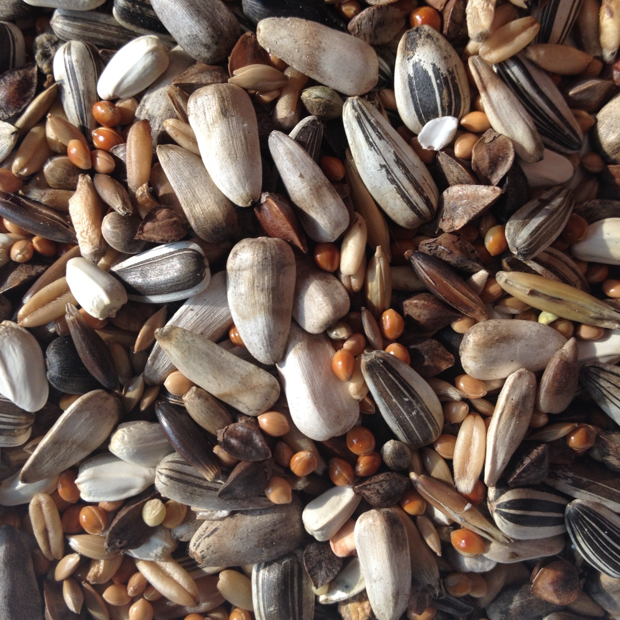 Avest Střední papoušek 10 20kg