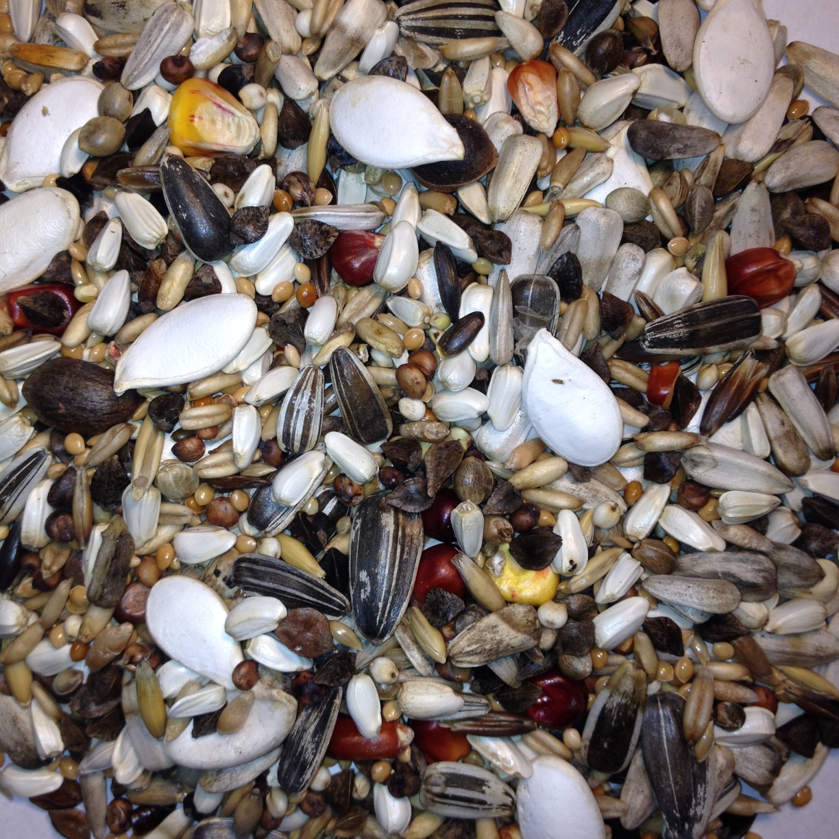 Avest Velký papoušek 17 20kg