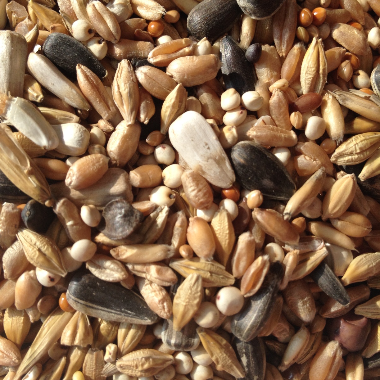 Avest Holub dieta 01 25kg