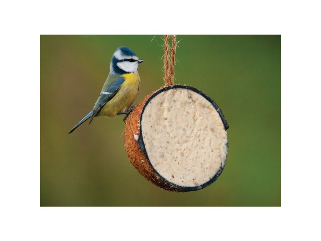 Suet To Go Krmítko pro ptáky Kokos s moučnými červy