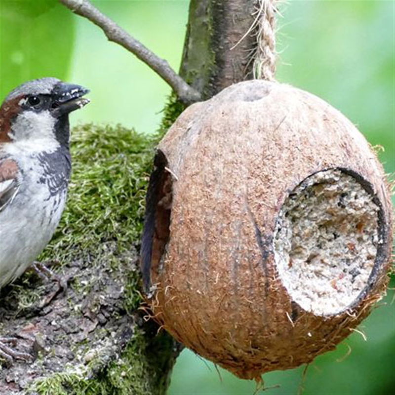 Pfiffikus Krmítko pro ptáky Kokos s náplní 500g