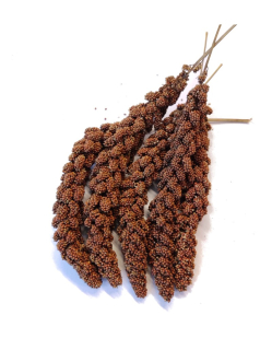 Senegalské proso klasy (ČR)